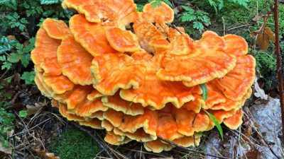 Op verschillende plekken schieten de paddenstoelen al als tja… paddenstoelen uit de grond!