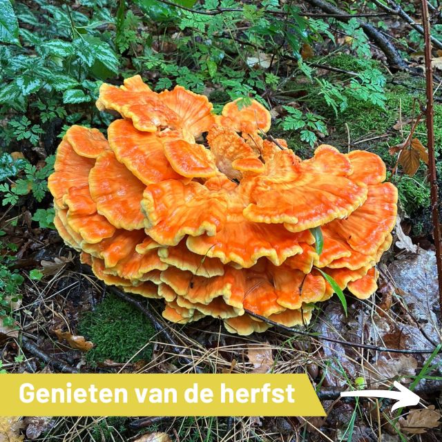 Op verschillende plekken schieten de paddenstoelen al als tja… paddenstoelen uit de grond!
