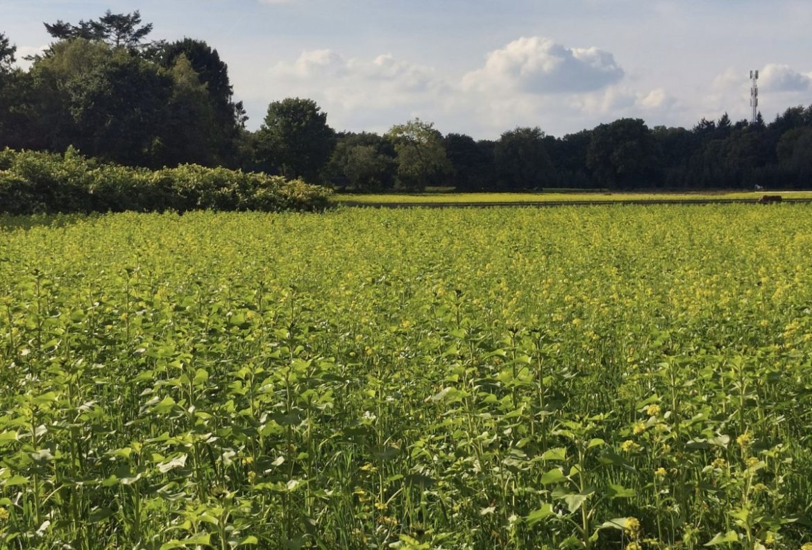 Nog een paar dagen…