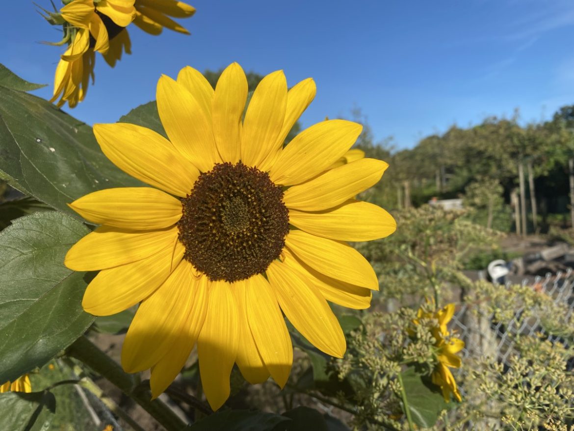 (Nieuw dagrecord!!) Zondag 7310x bekeken +Top 10 meest gelezen berichten