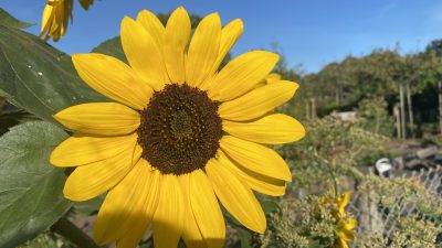 (Nieuw dagrecord!!) Zondag 7310x bekeken +Top 10 meest gelezen berichten