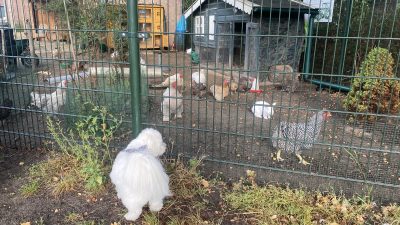 Vrijdag:1535x bekeken +Top 10 meest gelezen berichten