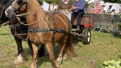 Vandaag: Traditie herleeft tijdens ‘Dag van het Werkpaard’  Nieuwe fotowedstrijd voor pubers dit jaar