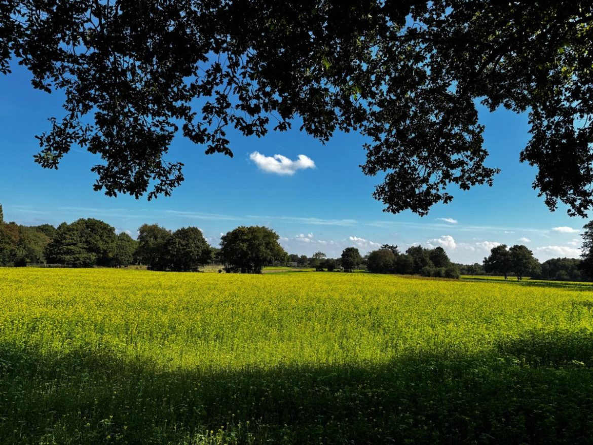 Maandag: 3738x bekeken +Top 10 meest gelezen berichten