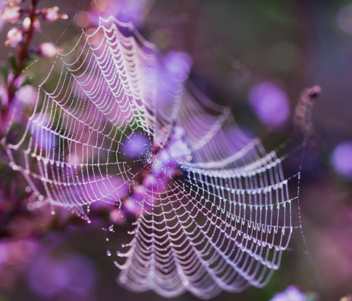 Zondag: 1670x bekeken +Top 10 meest gelezen berichten