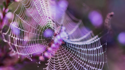 Zondag: 1670x bekeken +Top 10 meest gelezen berichten