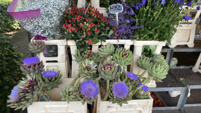 Woensdag: 1392 x bekeken +Top 10 meest gelezen berichten