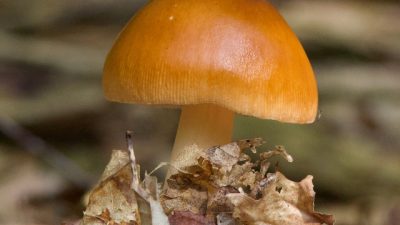 Themamiddag ‘Paddenstoelen’