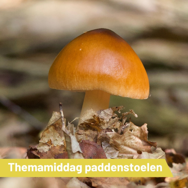 Themamiddag ‘Paddenstoelen’