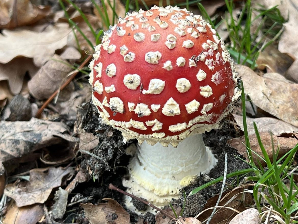 Zondag:1569x bekeken +Top 10 meest gelezen berichten