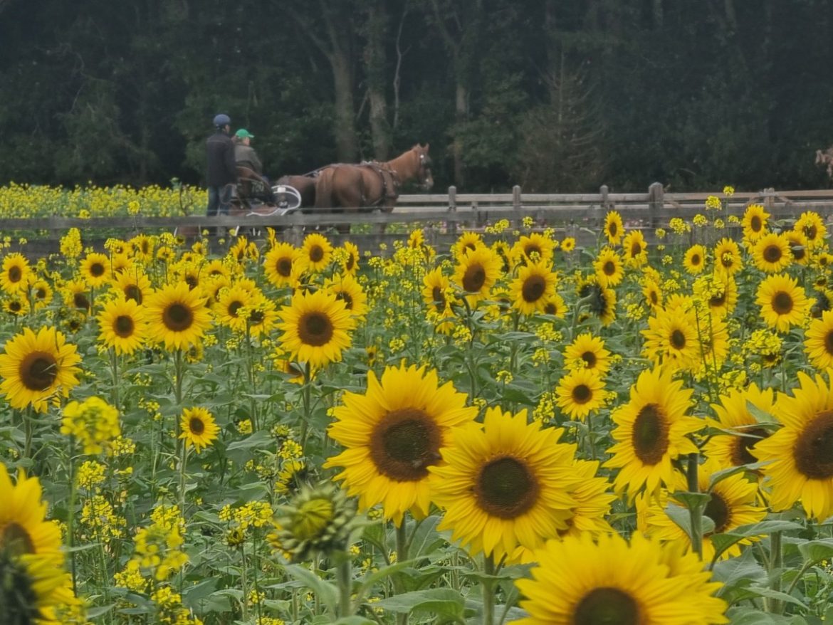 Hoe dorps wil je het hebben