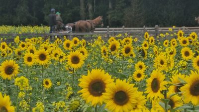 Hoe dorps wil je het hebben