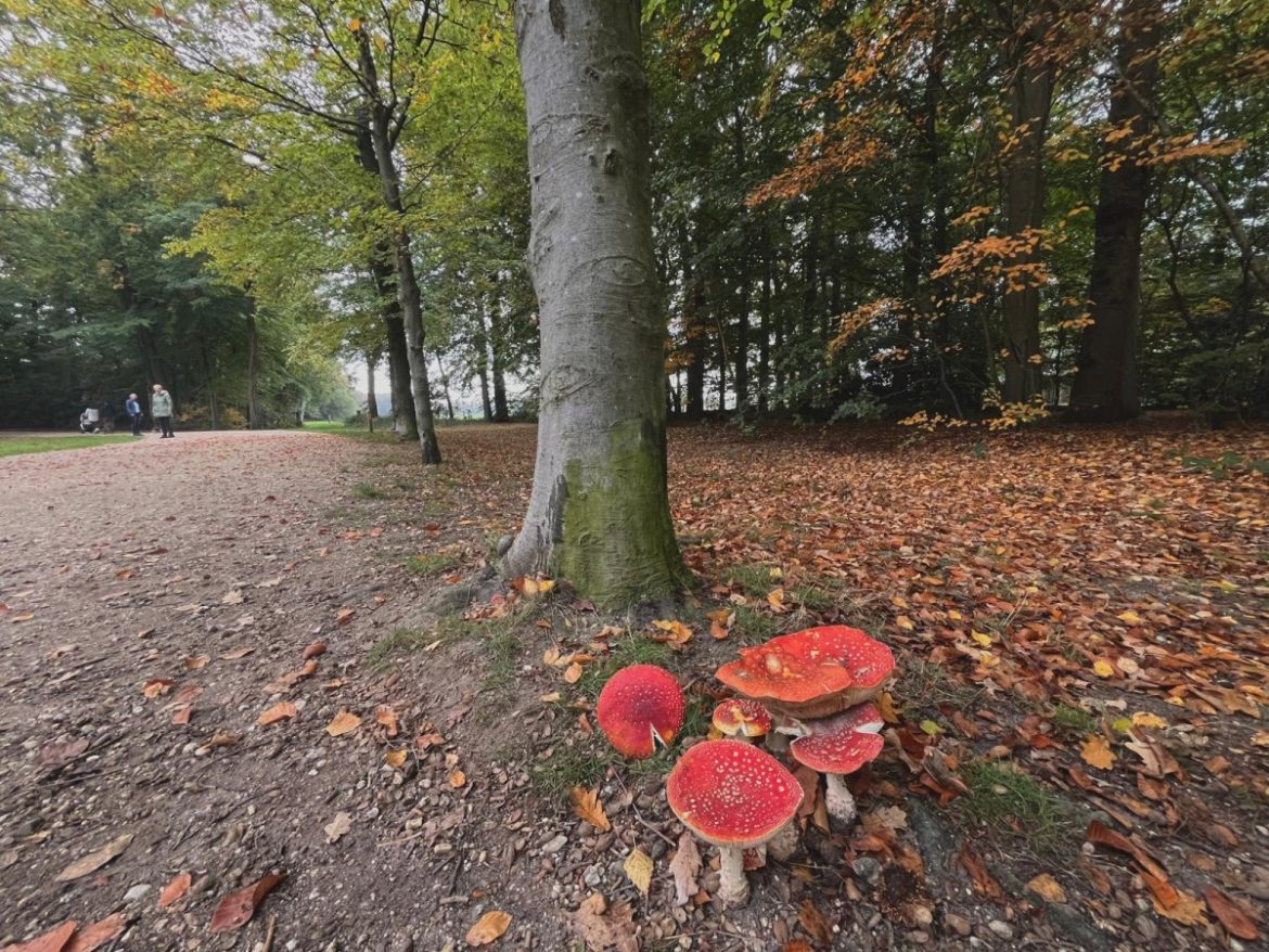 Woensdag:1808x bekeken +Top 10 meest gelezen berichten