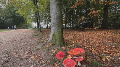 Woensdag:1808x bekeken +Top 10 meest gelezen berichten