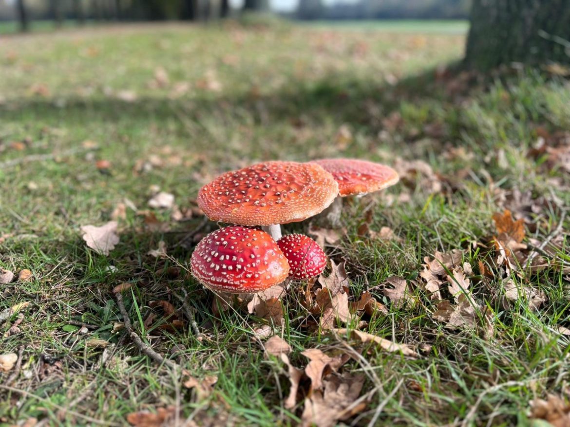 Maandag: 1608x bekeken +Top 10 meest gelezen berichten