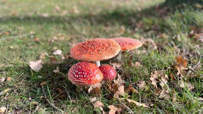 Maandag: 1608x bekeken +Top 10 meest gelezen berichten