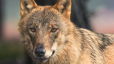 Wolf doodt reeën in hertenkamp bij paleis Soestdijk: ’Ik vrees dat hier niets aan te doen is’