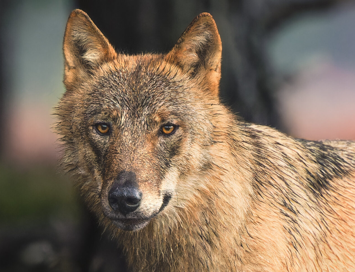 Wolf doodt reeën in hertenkamp bij paleis Soestdijk: ’Ik vrees dat hier niets aan te doen is’