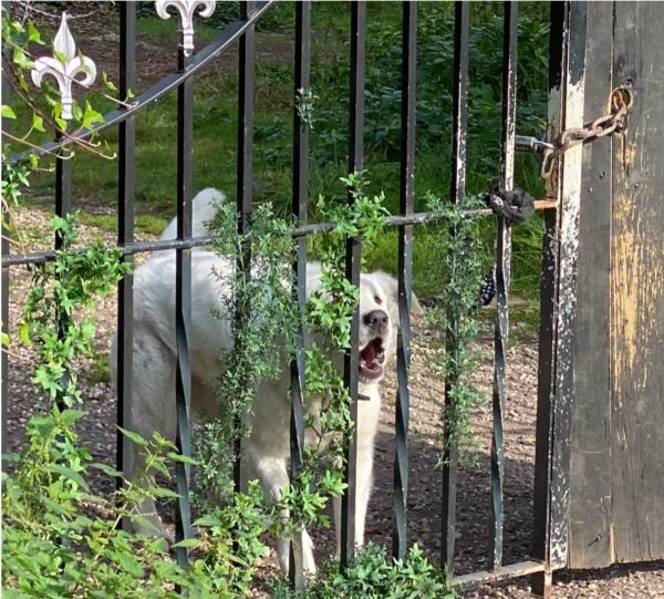 Dertig maanden celstraf geëist tegen gewelddadige krakers van Larense villa: ’Het bloed zal spetteren’