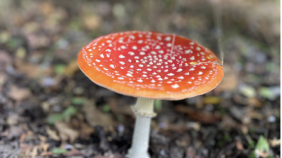 Vrijdag:2101x bekeken +Top 10 meest gelezen berichten