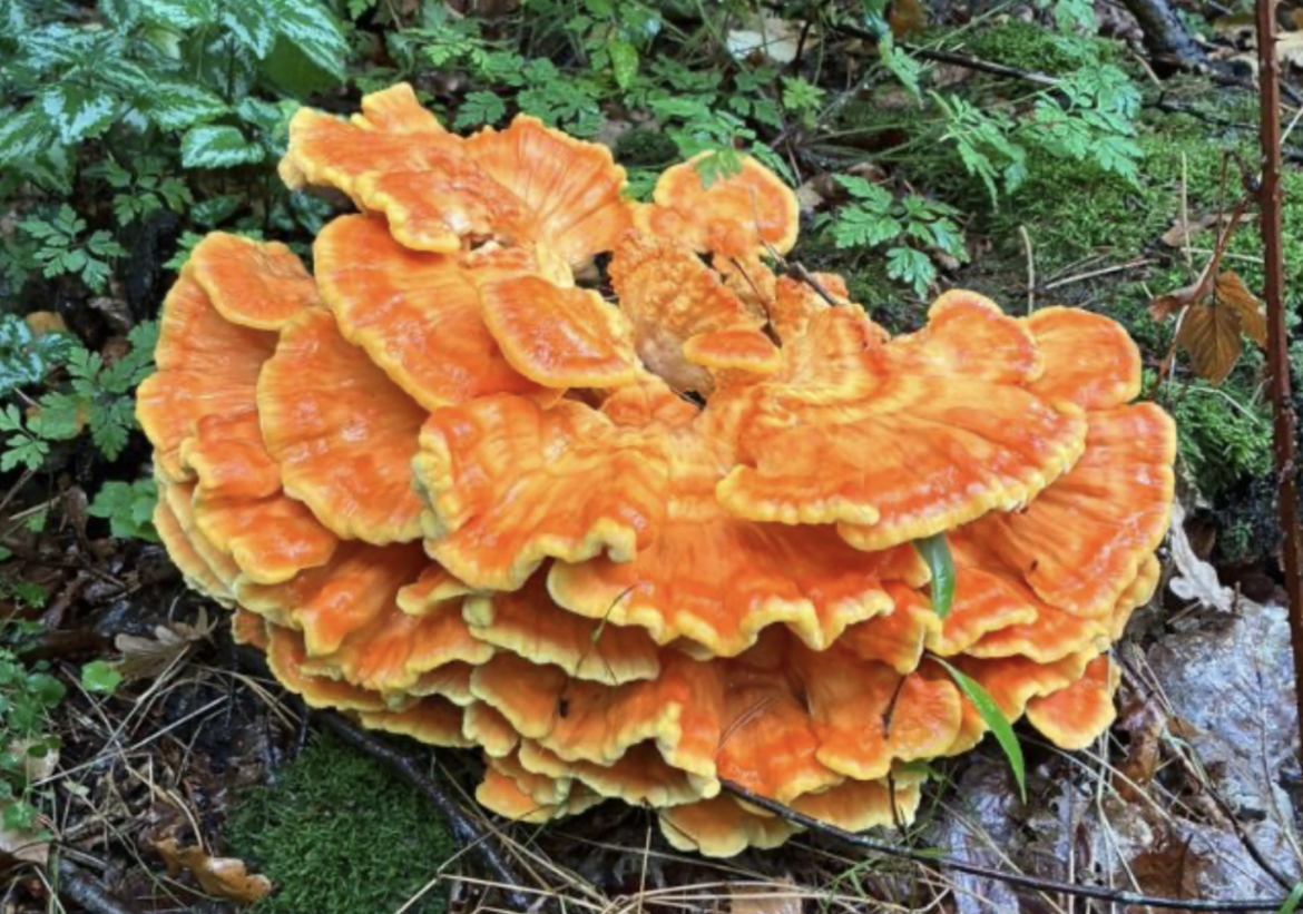 Ik zie ze soms met boodschappentassen vol het bos uit komen’. GNR roept op paddenstoelen niet te plukken