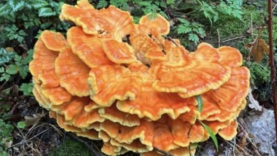 Ik zie ze soms met boodschappentassen vol het bos uit komen’. GNR roept op paddenstoelen niet te plukken