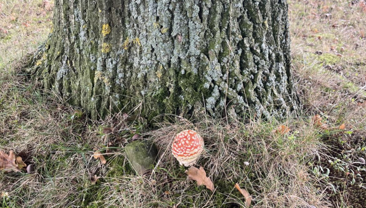 Zondag:2112x bekeken +Top10 meest gelezen berichten