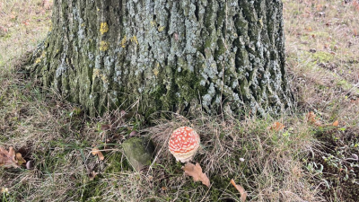 Zondag:2112x bekeken +Top10 meest gelezen berichten