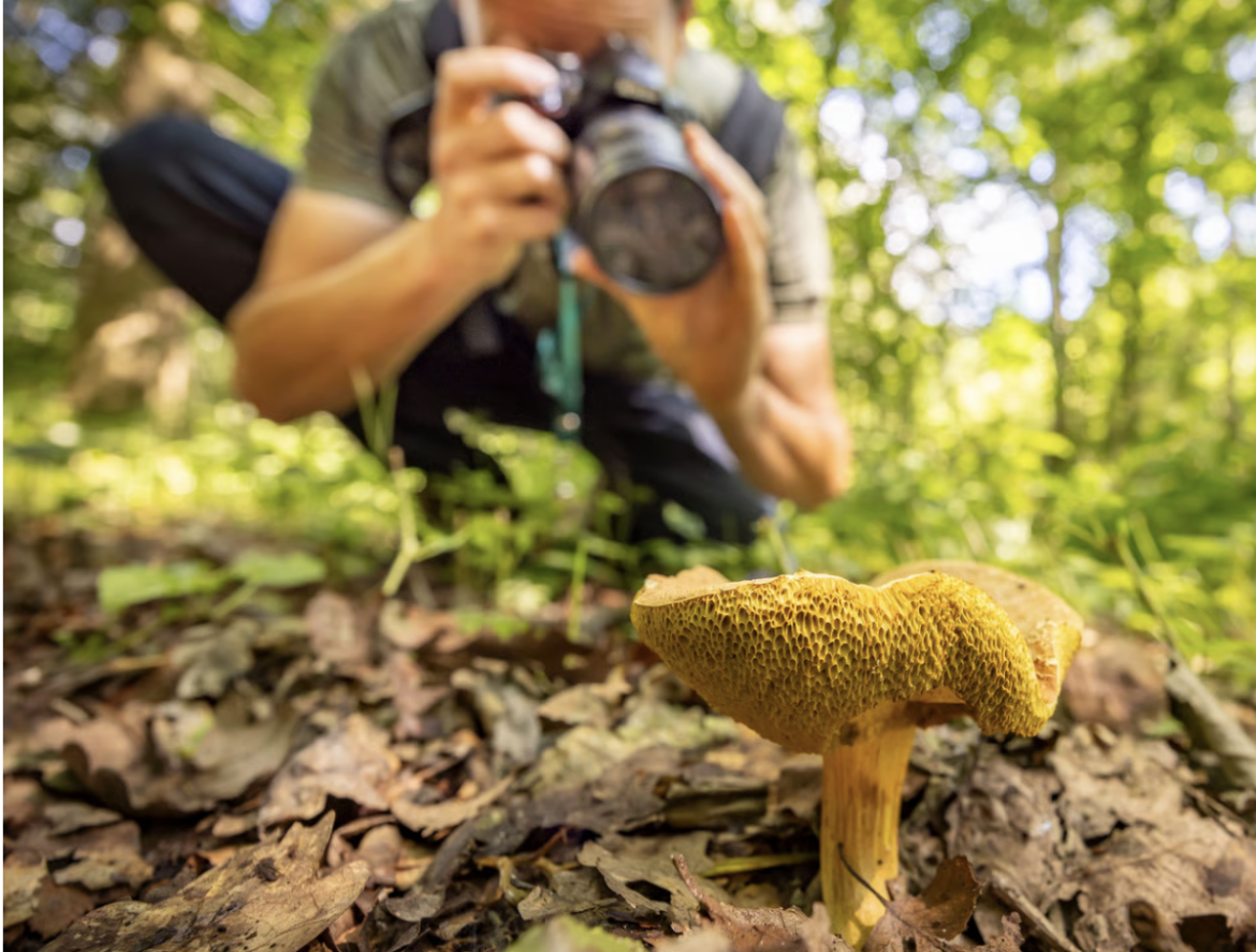 De 10 mooiste paddenstoelen routes…