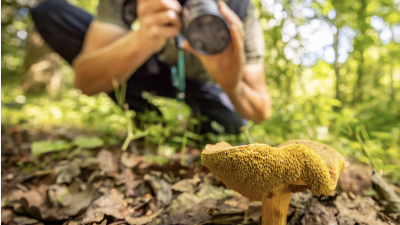 De 10 mooiste paddenstoelen routes…