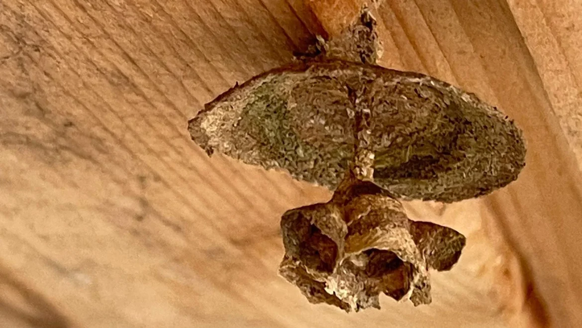 Provincie zoekt hulp bij opsporen nesten Aziatische hoornaar