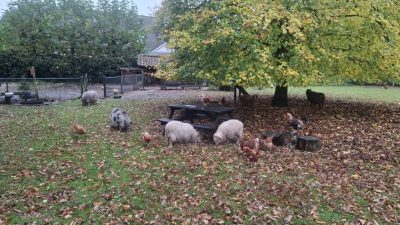 Picknicktafel voor stichting Geitenweitje/Jordaan