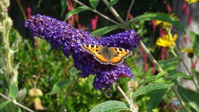 Biodiversiteitsavond 13 november: Vlinders in de tuin!