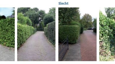 Voorkom overlast: snoei uw hagen op tijd