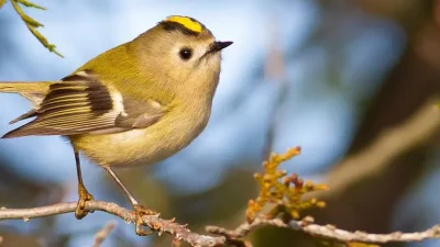 Ken je de Sint Maartensvogel?