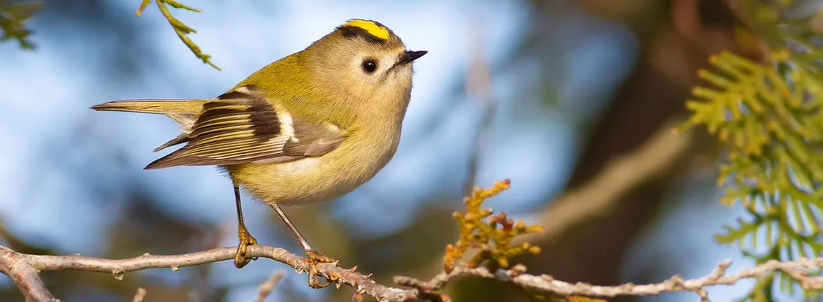 Ken je de Sint Maartensvogel?