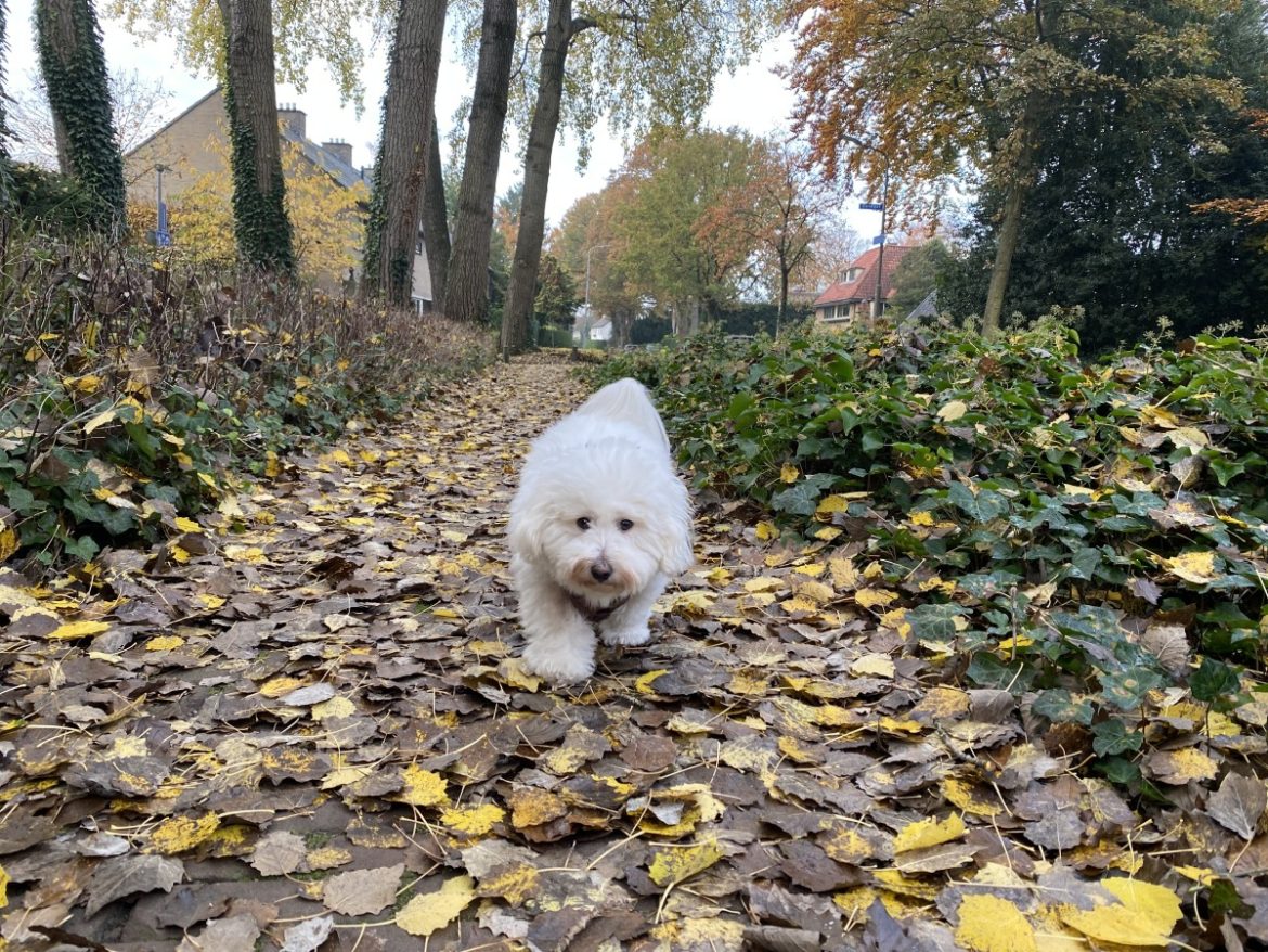 (audio) VVD Laren wil hondenbelasting afschaffen