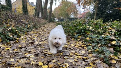 (audio) VVD Laren wil hondenbelasting afschaffen