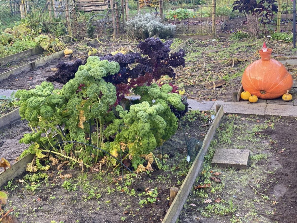 Zondag: 1237x bekeken +Top 10 meest gelezen berichten