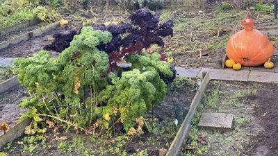 Zondag: 1237x bekeken +Top 10 meest gelezen berichten