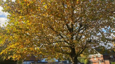 Zaterdag: 2498 x bekeken +Top 10 meest gelezen berichten