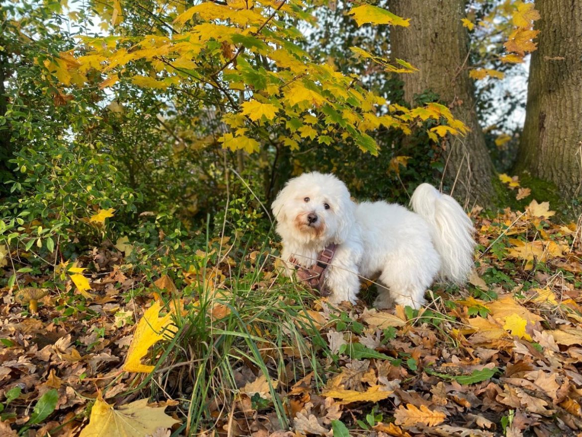 Dinsdag 11/11: 709x bekeken + Top 10 meest gelezen berichten