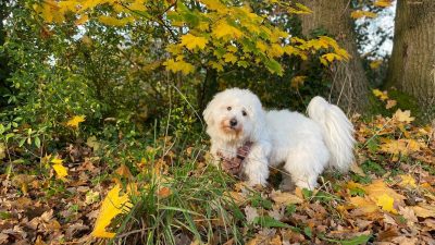 Dinsdag 11/11: 709x bekeken + Top 10 meest gelezen berichten