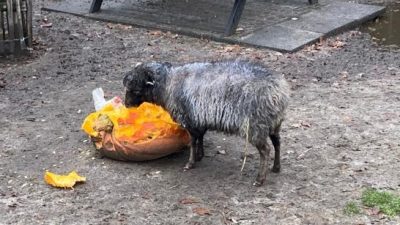 Maandag: 1713x bekeken +Top 10 meest gelezen berichten