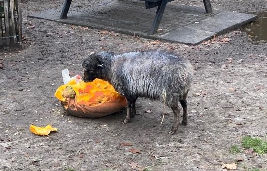 Maandag: 1713x bekeken +Top 10 meest gelezen berichten