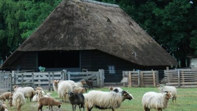 Themamiddag ‘Natuurverbindingen’ Schaapskooi Blaricum