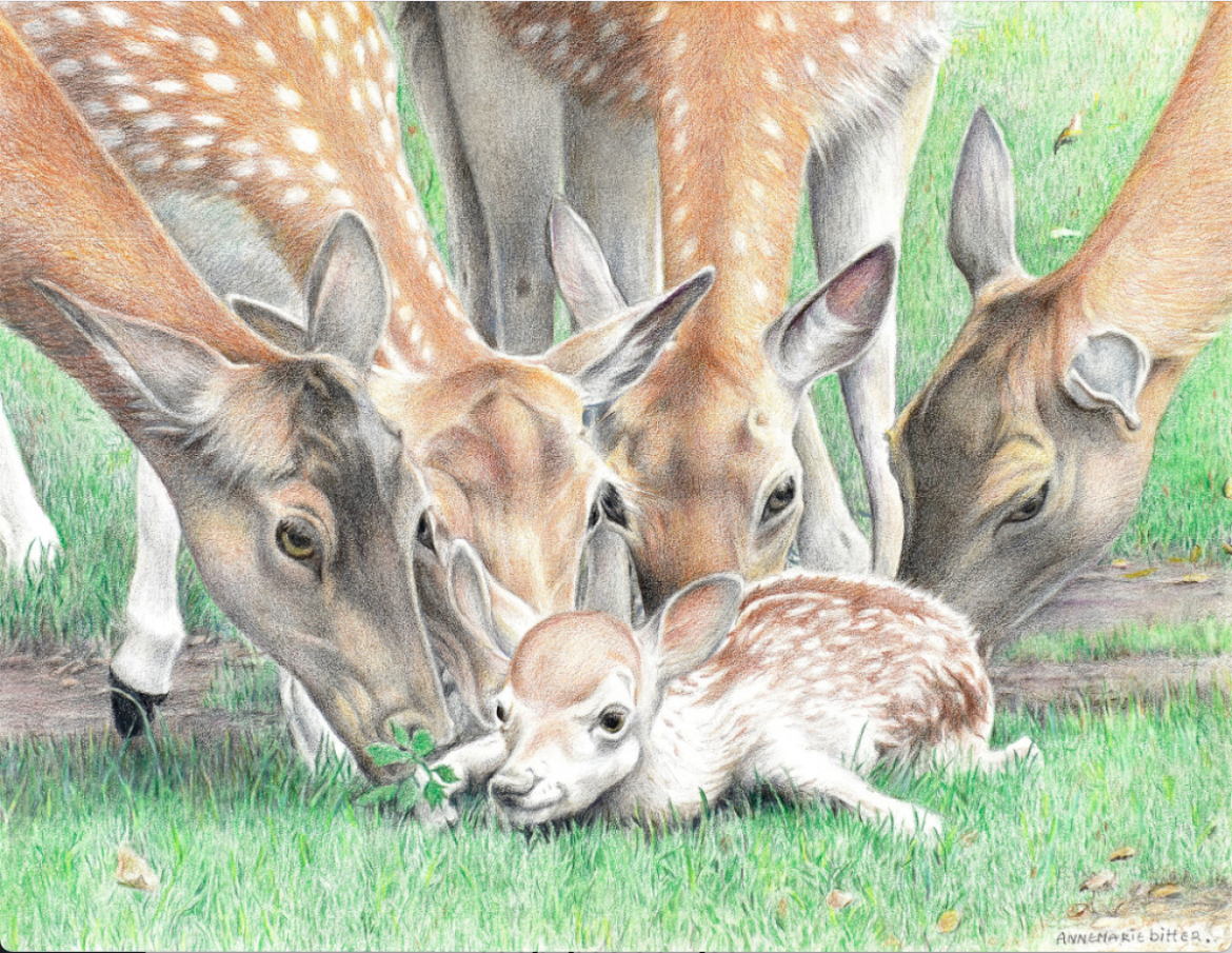 Jonge damhertbok uit Hertenkamp Laren ontsnapt: ‘Pas een keer eerder gebeurd’