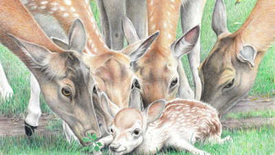 Jonge damhertbok uit Hertenkamp Laren ontsnapt: ‘Pas een keer eerder gebeurd’