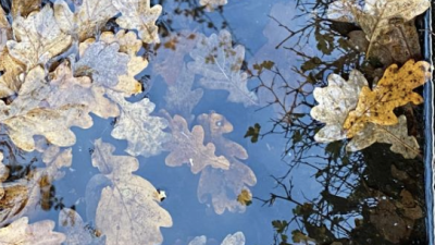 Zondag: 2082x bekeken +Top 10 meest gelezen berichten