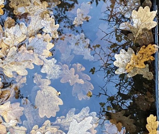 Zondag: 2082x bekeken +Top 10 meest gelezen berichten